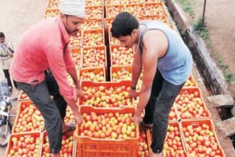 भारी बारिश के बाद टमाटर की कीमतें 200 रुपये प्रति किलोग्राम तक बढ़ीं, देखें- प्रमुख शहरों में अन्य सब्जियों की कीमतें