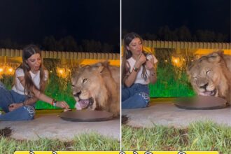 Lion Dinner With Girl: शेर के साथ डिनर करती है ये लड़की, VIDEO में कैसे एक ही थाली में खा रही है खाना