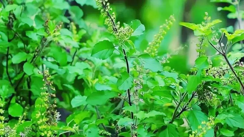 Tulsi Sanket: तुलसी के पौधे का अचानक हरा-भरा होना, जानें- आपके जीवन पर कैसे पड़ेगा असर