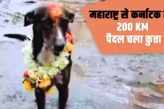 भीड़ में बिछड़ गया कुत्ता… 4 दिन बाद 200 KM पैदल चल महाराष्ट्र से कर्नाटक मालिक के पास पहुंचा, गांव में मनाया जश्न